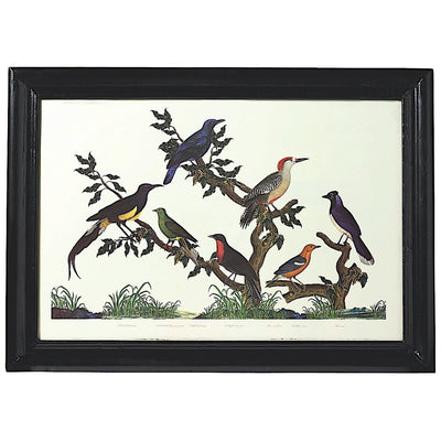 Oiseaux de Buffon Gravure encadrée