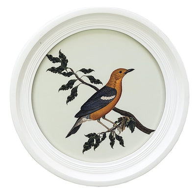 Gravure cadre blanc Oiseaux Buffon numéro 1