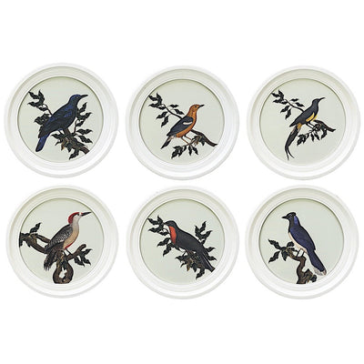 Oiseaux de Buffon Gravure cadre blanc (série de 6)